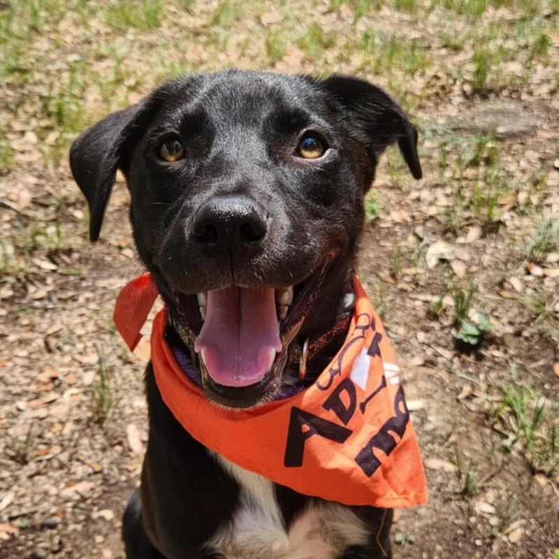 Mr. Lavender Ag thumbnail 2