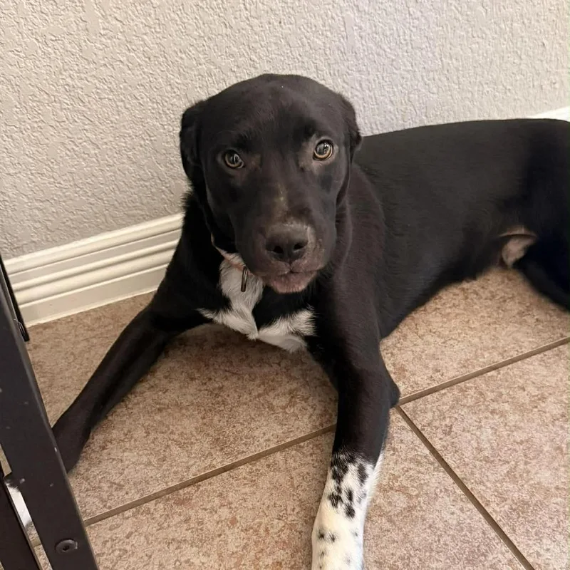 Mr. Lavender Ag thumbnail 3