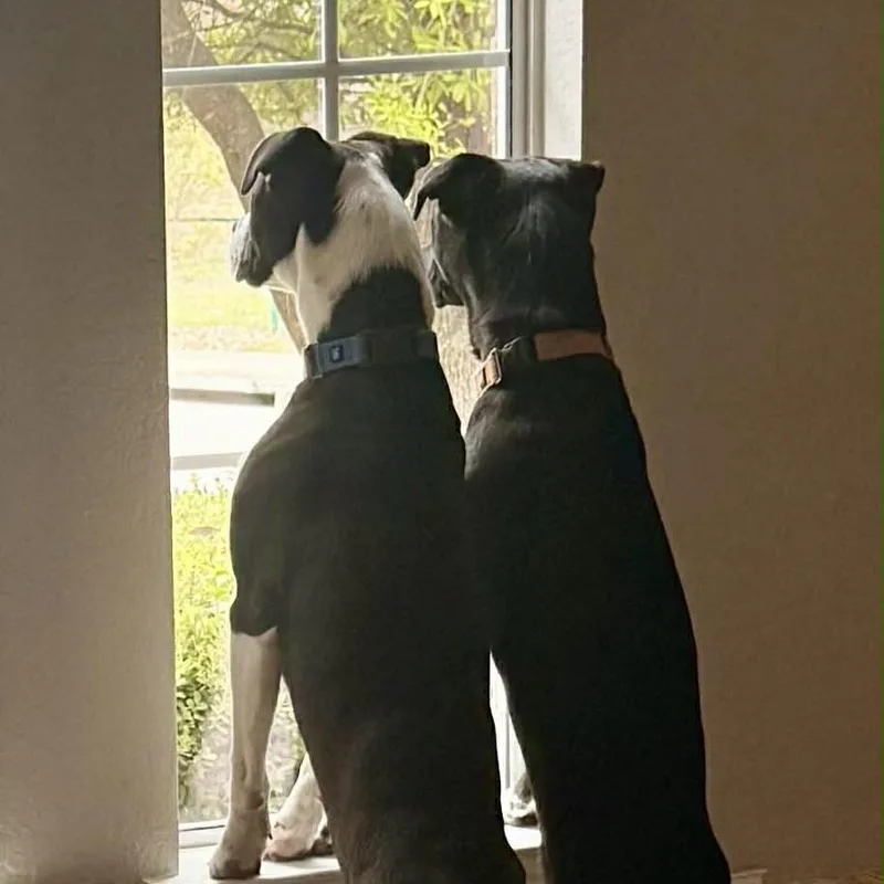 Mr. Lavender Ag thumbnail 4