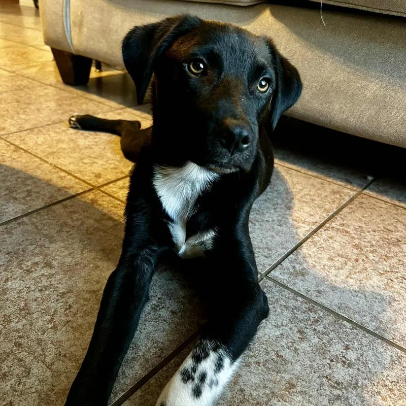 Mr. Lavender Ag thumbnail 6