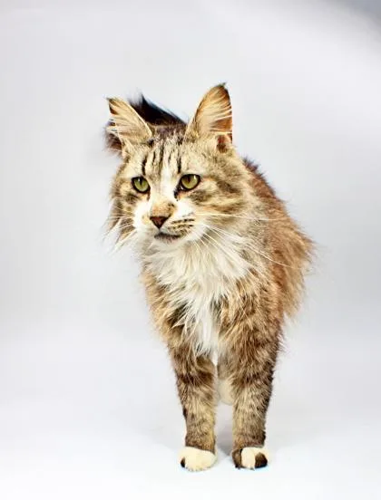 An adult small-sized male Domestic Long Hair cat named Finley for adoption in Morton Grove, IL