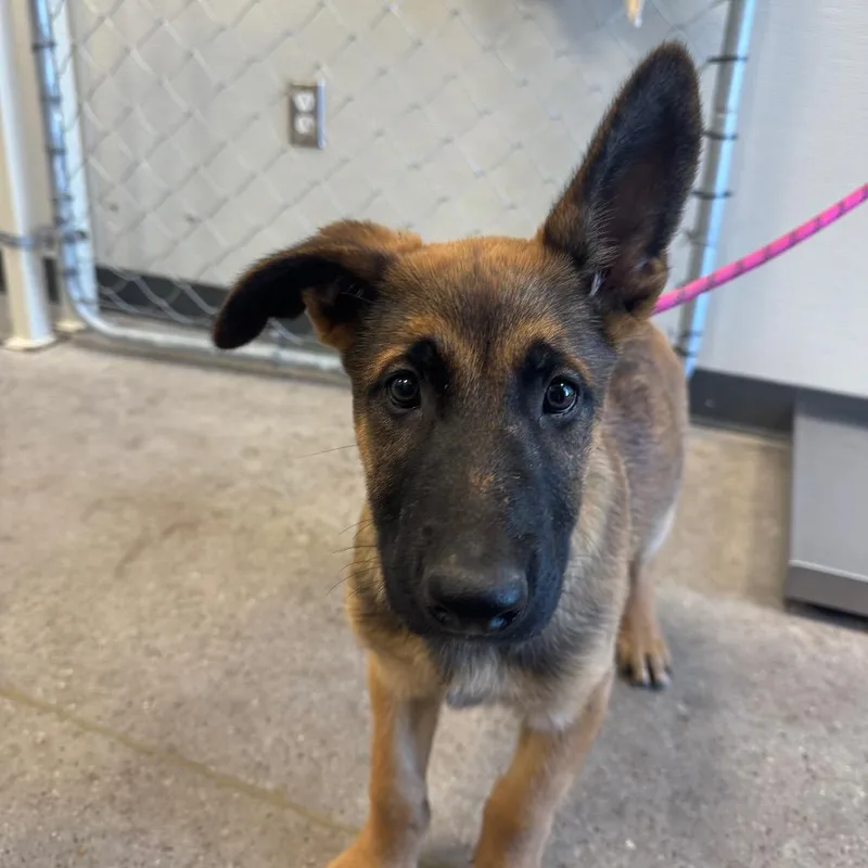A baby medium-sized male Yellow / Tan / Blond / Fawn Mixed Breed dog named 112128 for adoption in Las Cruces, NM