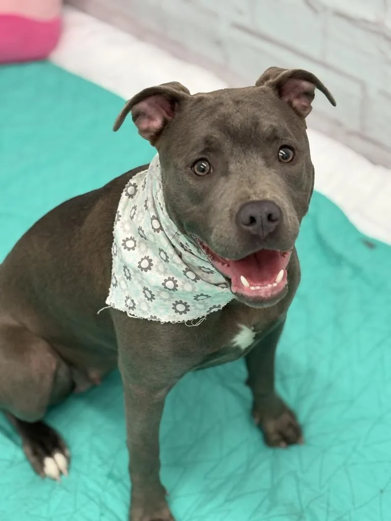 A young medium-sized female Mixed Breed dog named Edith for adoption in Detroit, MI
