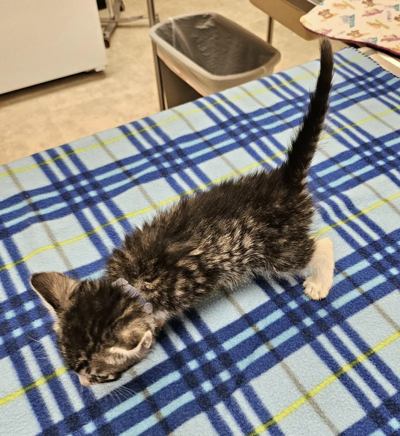 A baby medium-sized male Tabby (Gray / Blue / Silver) Domestic Short Hair cat named Coriander for adoption in Tucson, AZ