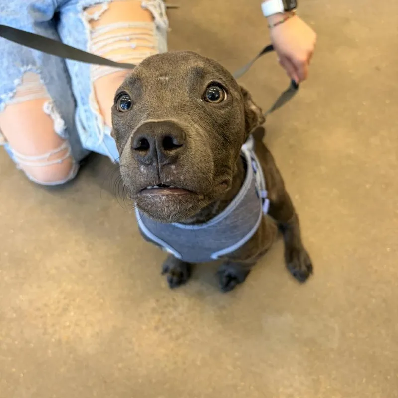 A baby small-sized female Gray / Blue / Silver Terrier dog named Blueberry for adoption in Marshall, TX