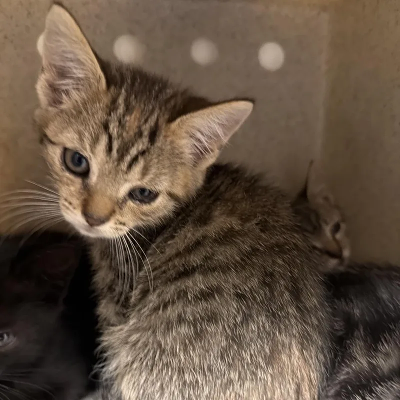 A baby small-sized female Gray / Blue / Silver Domestic Short Hair cat named Cudy for adoption in Philadelphia, PA