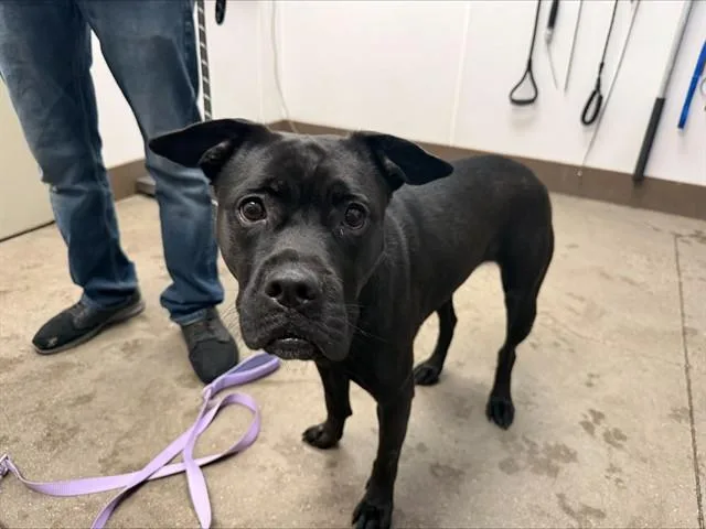 A young medium-sized female Pit Bull Terrier dog named Midnight for adoption in Tucson, AZ