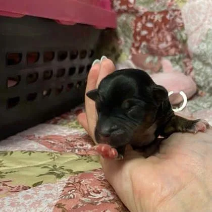 A baby small-sized male Mixed Breed dog named 1 for adoption in Gastonia, NC