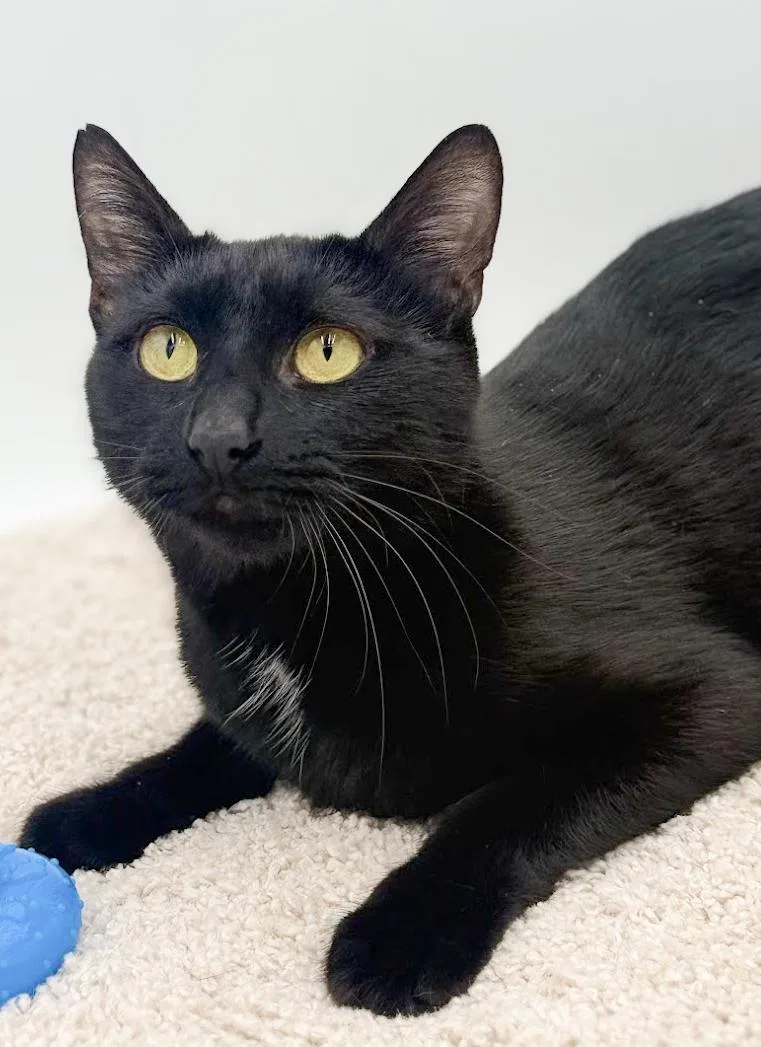 Gemma Is A Real thumbnail 2