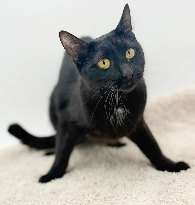 Gemma Is A Real thumbnail 6