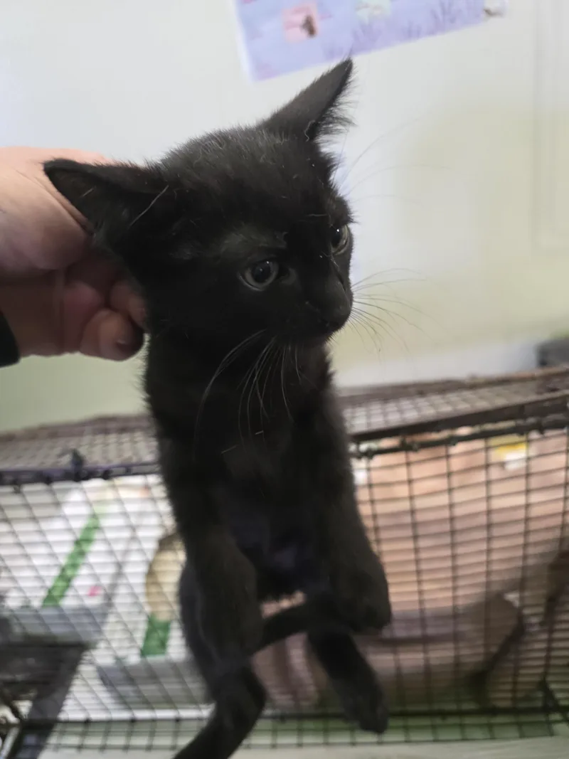 A baby small-sized male Domestic Short Hair cat named Mantis for adoption in Los Angeles, CA