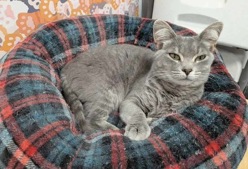 A young medium-sized female Gray / Blue / Silver Domestic Short Hair cat named Tonks for adoption in Hudsonville, MI