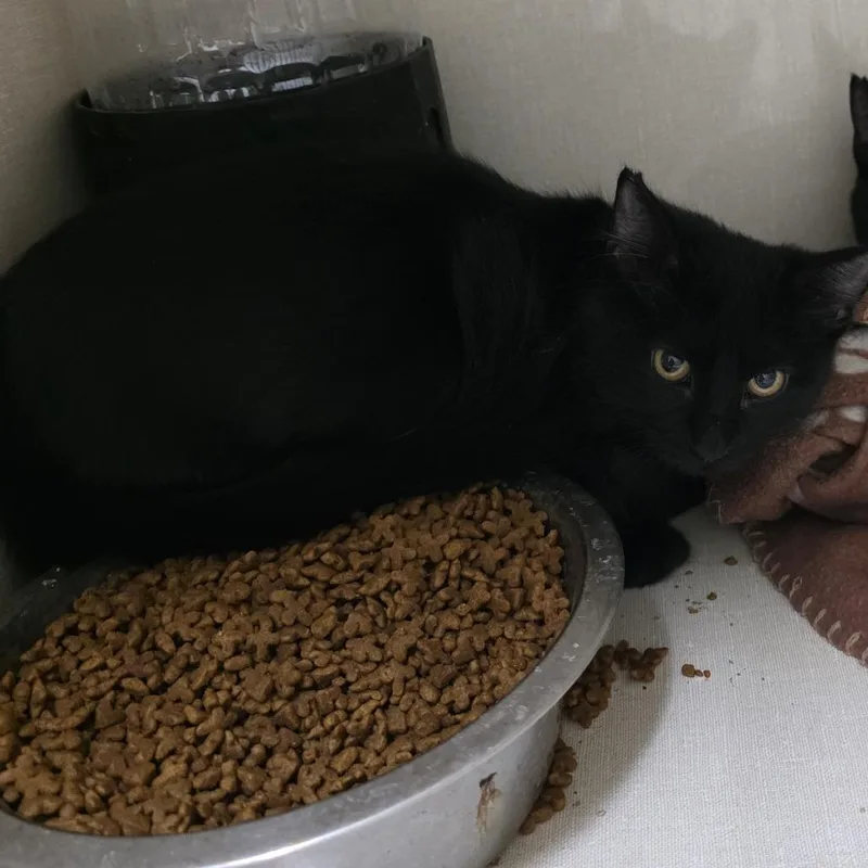 A baby small-sized female Domestic Medium Hair cat named Velvet for adoption in Midland, TX