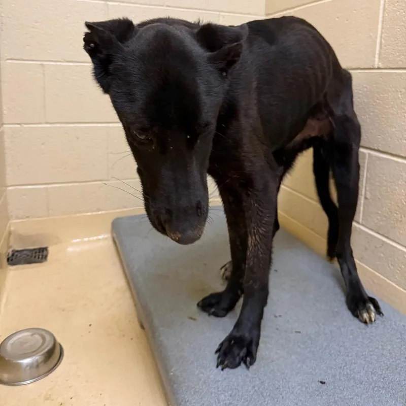An adult large-sized female Black Mixed Breed dog named Roxy for adoption in Winston-Salem, NC