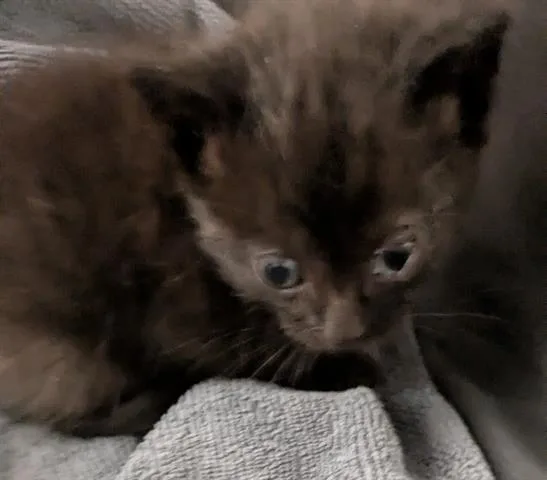 A baby small-sized male Domestic Short Hair cat named Aladdin for adoption in San Martin, CA