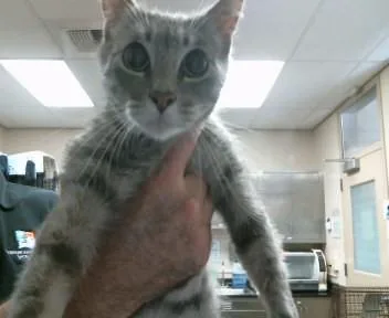 A young small-sized female Domestic Short Hair cat named Misty for adoption in Sacramento, CA