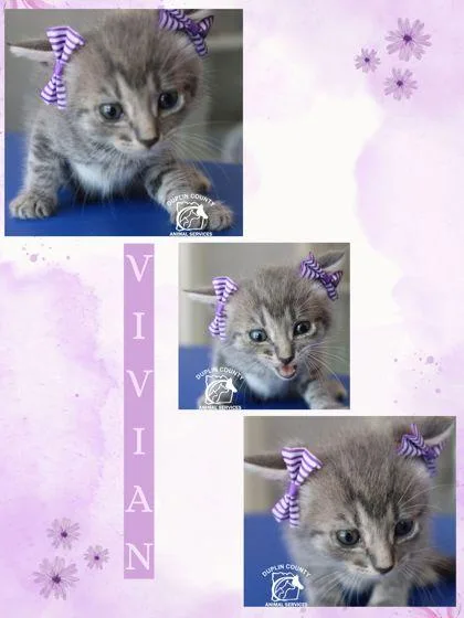 A baby small-sized female Domestic Medium Hair cat named Vivian for adoption in Kenansville, NC