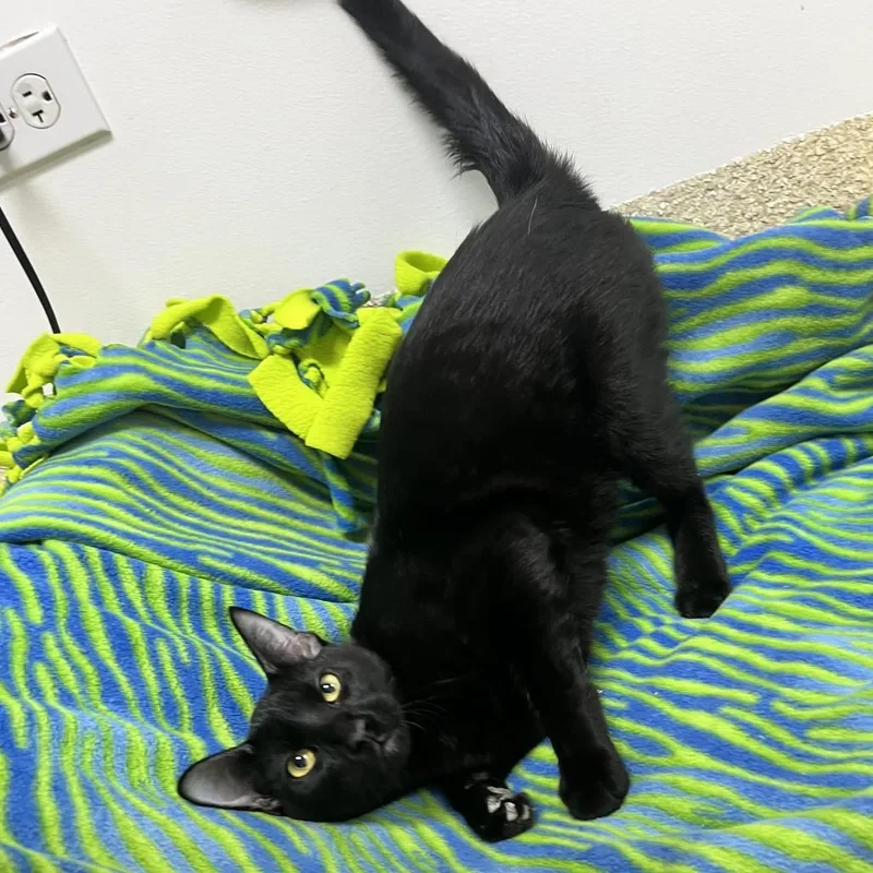A baby medium-sized male Black Domestic Short Hair cat named Gnocchi for adoption in Deerfield, IL