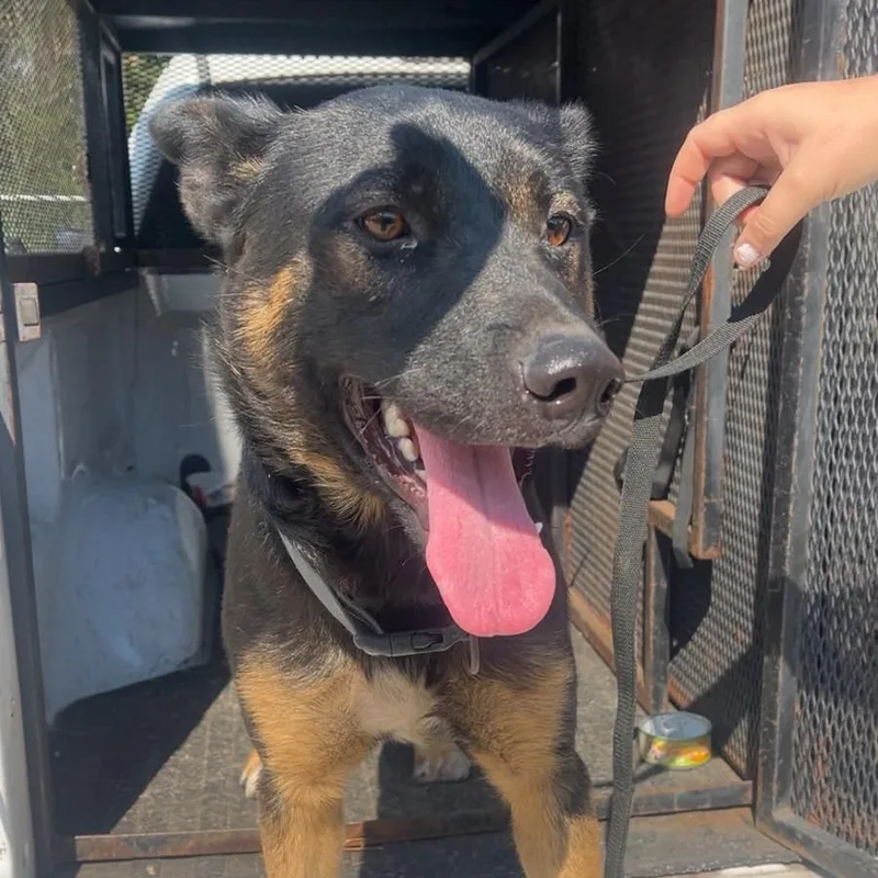 An adult medium-sized male Black Mixed Breed dog named Vlad for adoption in Gadsden, AL