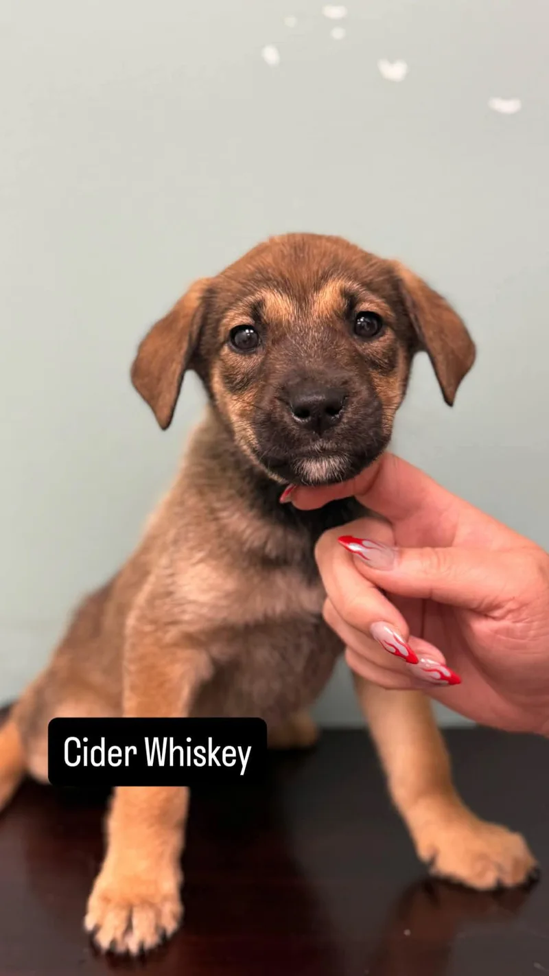 A baby medium-sized female Pit Bull Terrier dog named Cider Whiskey for adoption in Duluth, MN