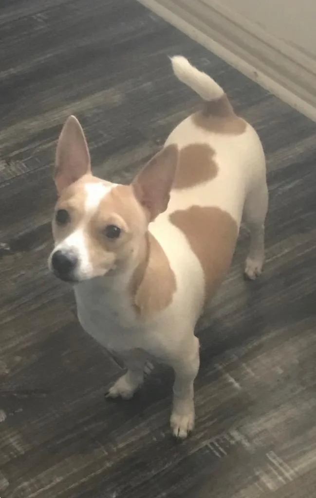 An adult small-sized male Rat Terrier dog named Quinn for adoption in Quinlan, TX