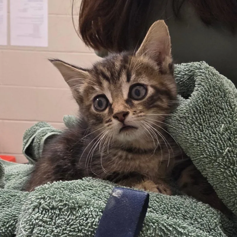 A baby small-sized female Brown / Chocolate Domestic Short Hair cat named Clover for adoption in Goshen, IN