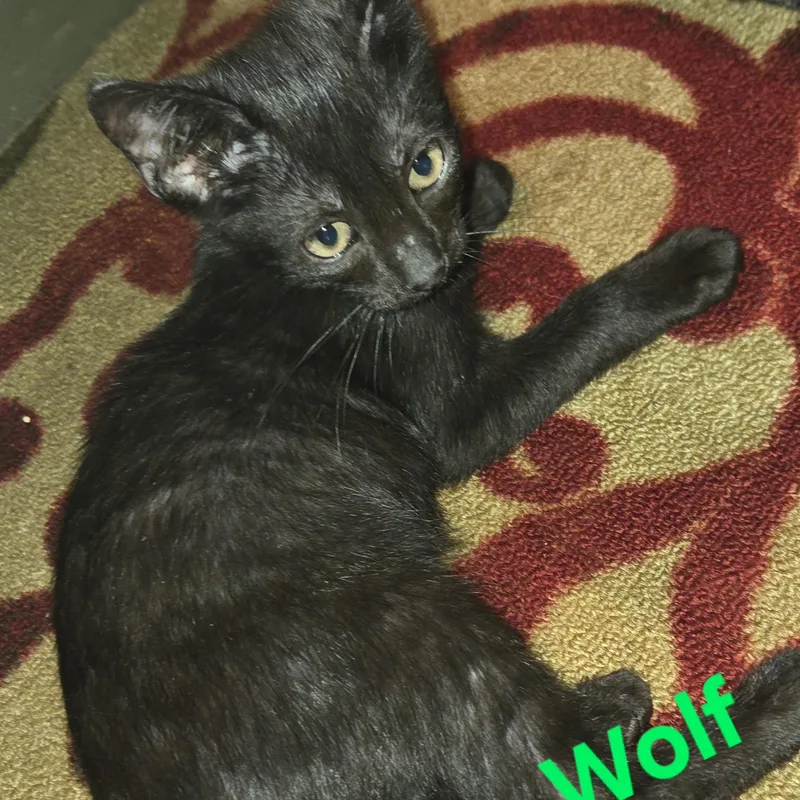 A baby small-sized male Black American Shorthair cat named Wolfie for adoption in Houston, TX