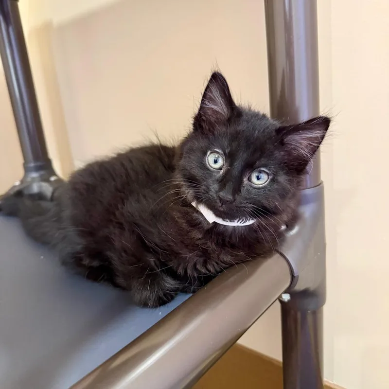 A baby small-sized male Black Domestic Medium Hair cat named Eclipse for adoption in Agoura Hills, CA