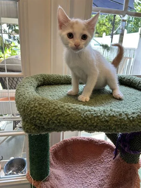 A baby small-sized male Domestic Short Hair cat named Trecy for adoption in Charlotte, NC