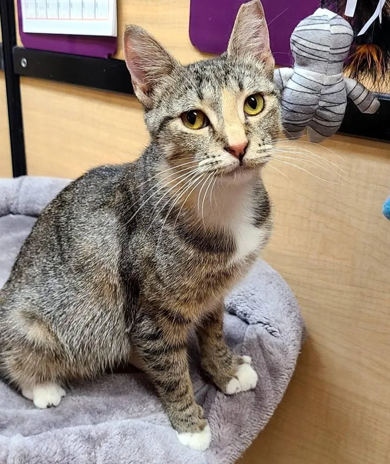 A young medium-sized female Tabby (Brown / Chocolate) Domestic Short Hair cat named Kay for adoption in Queen Creek, AZ