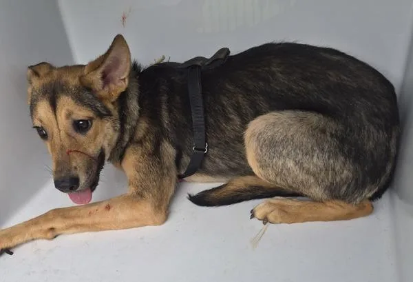 A young medium-sized female Shepherd dog named Penn for adoption in Lawrenceville, GA