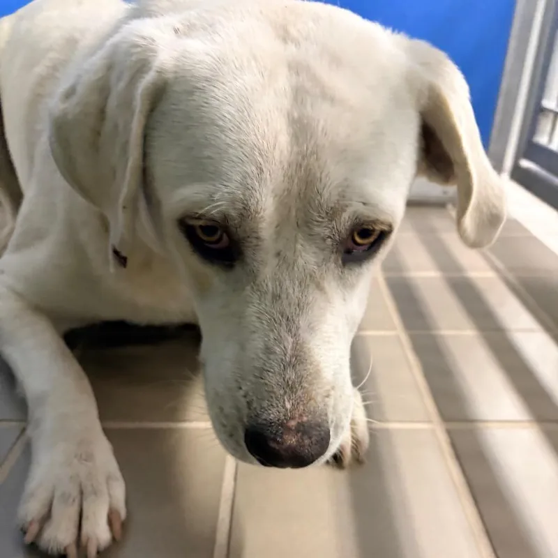 An adult medium-sized male White / Cream Labrador Retriever dog named Castiel for adoption in Bryan, TX