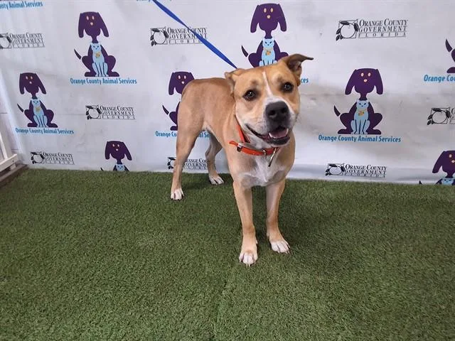 An adult large-sized male Pit Bull Terrier dog named Ragnar for adoption in Orlando, FL