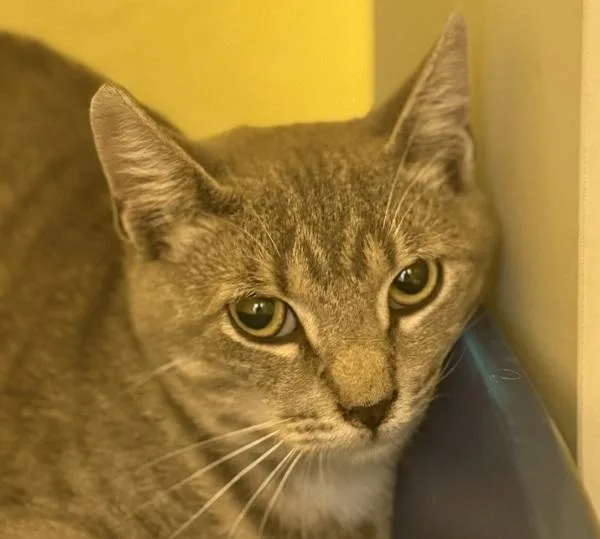A young small-sized male Domestic Short Hair cat named Chandler for adoption in Golden, CO
