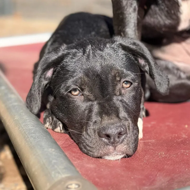 A baby large-sized female Pit Bull Terrier dog named Bubbles for adoption in Salem, OR