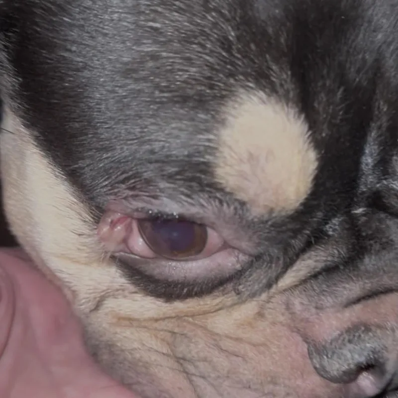 A young small-sized male Brown / Chocolate French Bulldog dog named Taurus for adoption in Las Vegas, NV