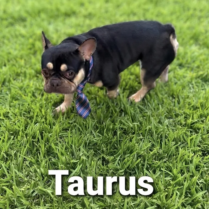 Taurus thumbnail 3