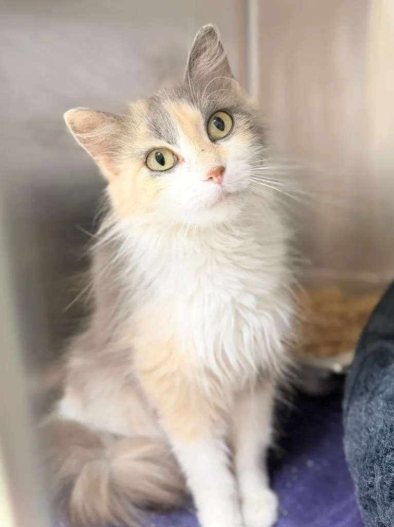 An adult medium-sized female Domestic Short Hair cat named Calliope for adoption in Menomonie, WI
