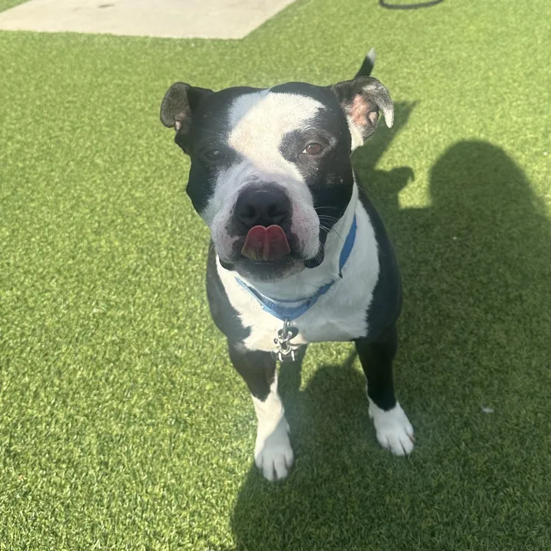 An adult medium-sized male Black Mixed Breed dog named Schmidt for adoption in Pittsburgh, PA