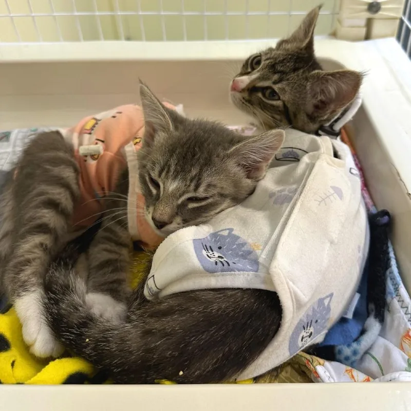 A baby small-sized female Brown / Chocolate Domestic Short Hair cat named Ramen for adoption in Woodinville, WA