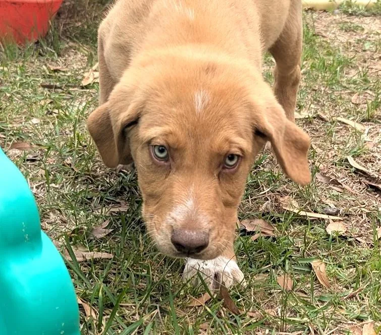 Calpurnia Aka Callie thumbnail 2