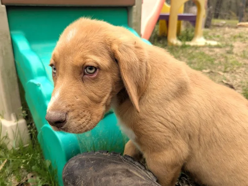 Calpurnia Aka Callie thumbnail 3