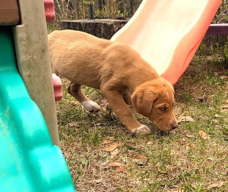 Calpurnia Aka Callie thumbnail 4