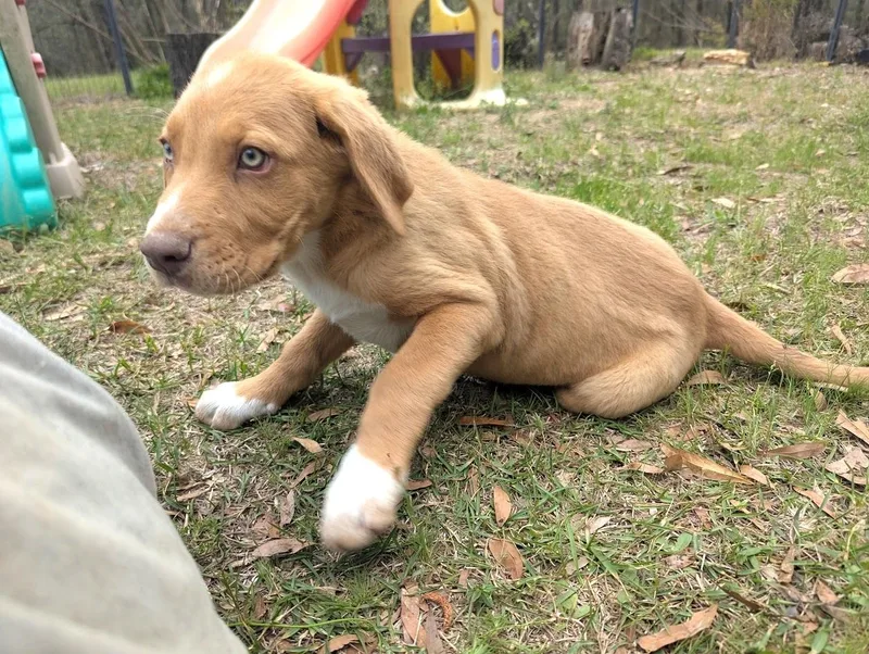 Calpurnia Aka Callie thumbnail 5