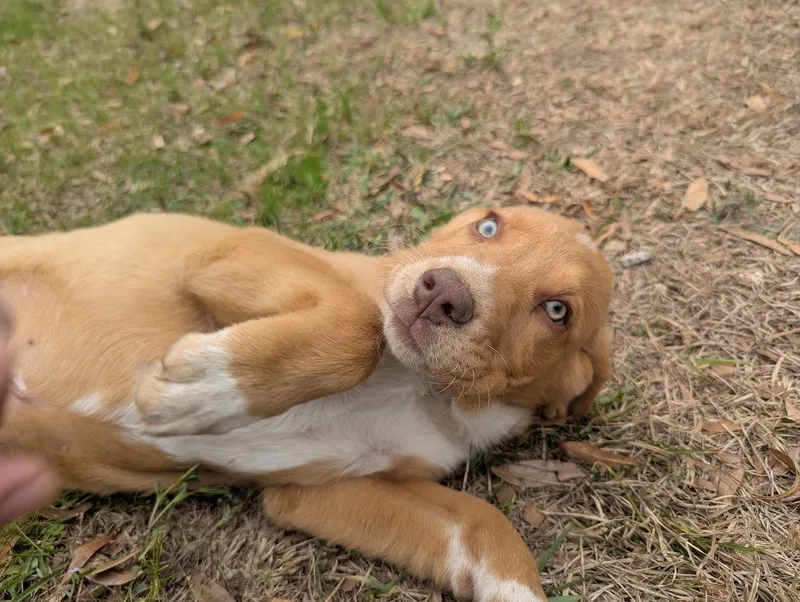 Calpurnia Aka Callie