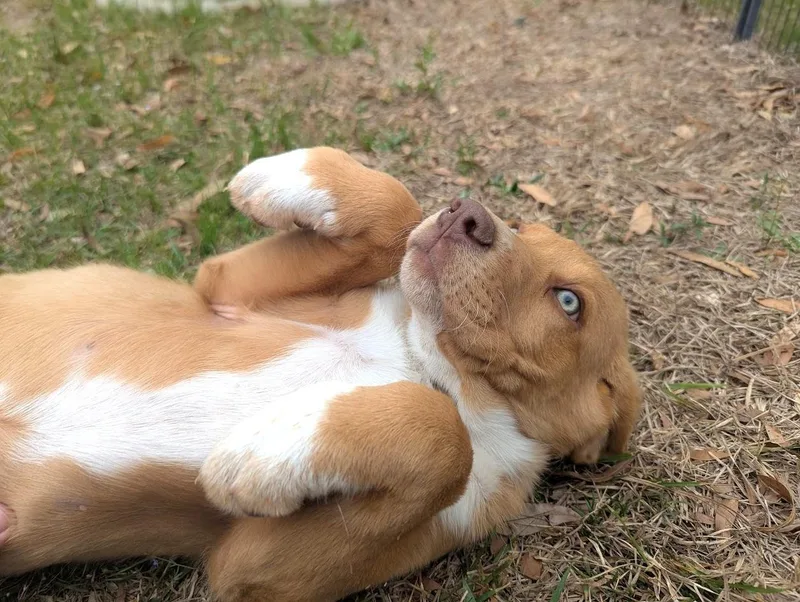 Calpurnia Aka Callie thumbnail 6