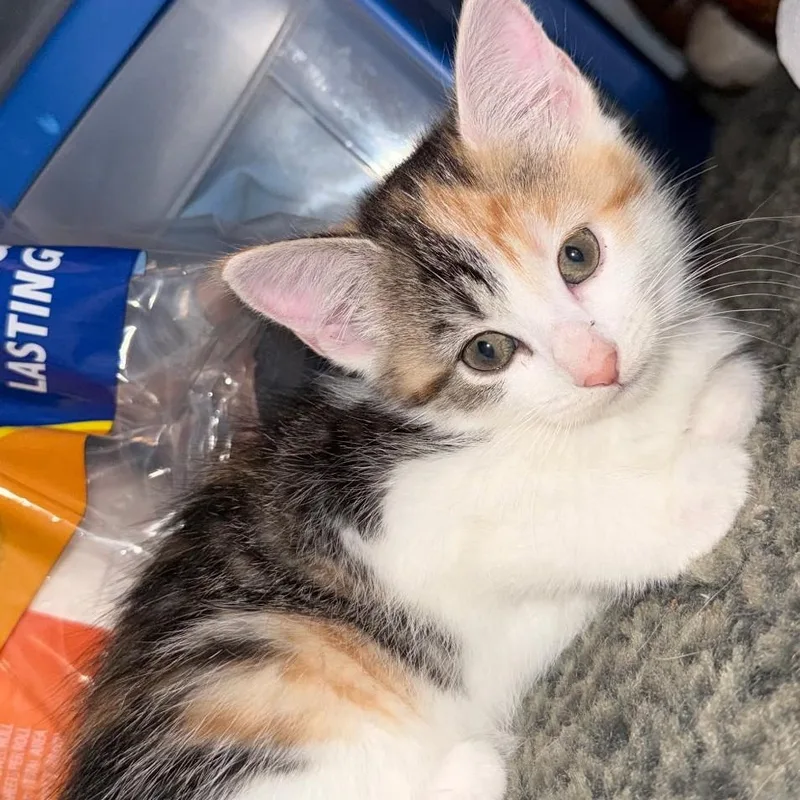 A baby medium-sized male Domestic Short Hair cat named Strawberry for adoption in Wilmington, OH