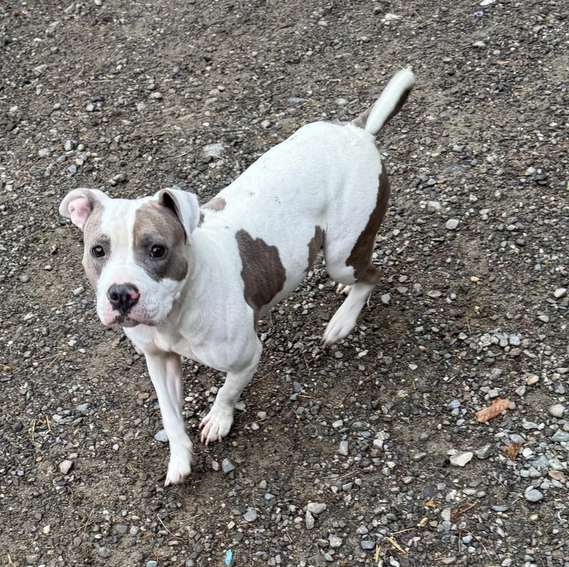 An adult medium-sized female Brindle Mixed Breed dog named Llama for adoption in Vassalboro, ME