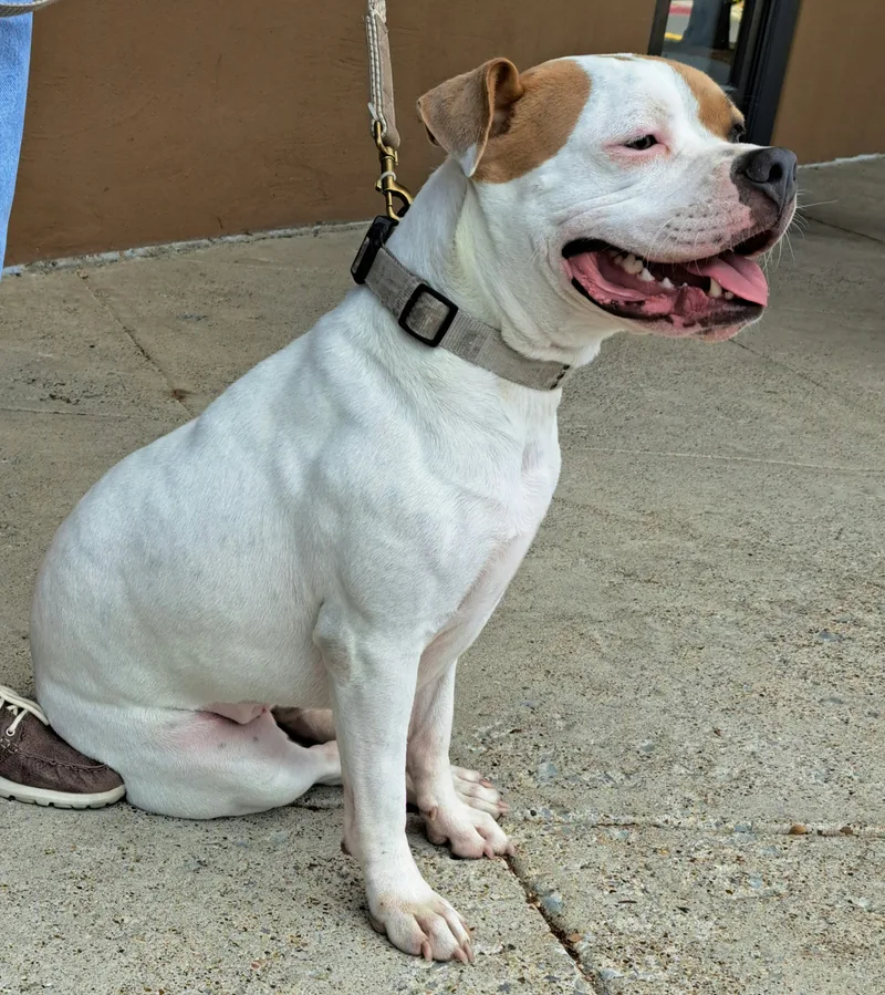 Pittie Pooh thumbnail 2