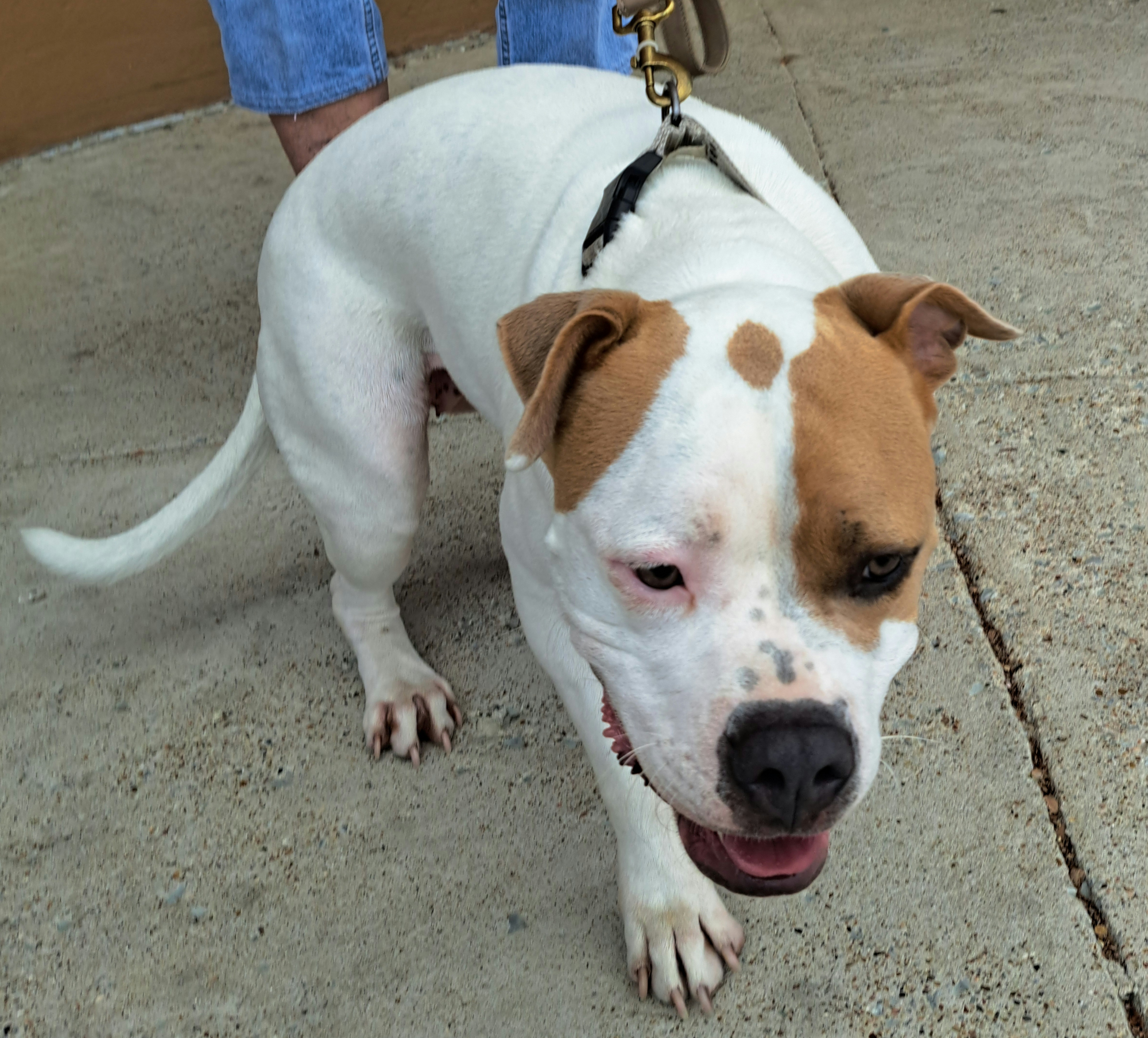 Pittie Pooh thumbnail 4